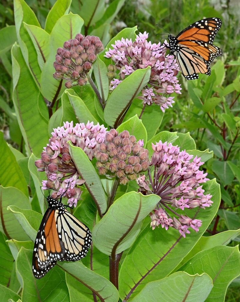 Plant Ohio-Native Milkweed Varieties For Monarch Layovers