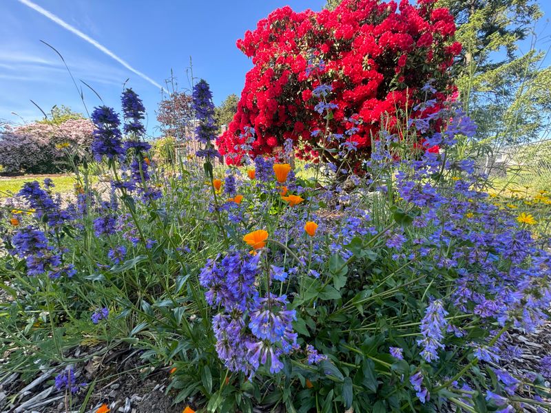 Plant Oregon Perennials With Extended Blooms Plant Oregon Perennials With Extended Blooms