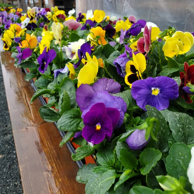 Plant Pansies Now For Quick Fall Color