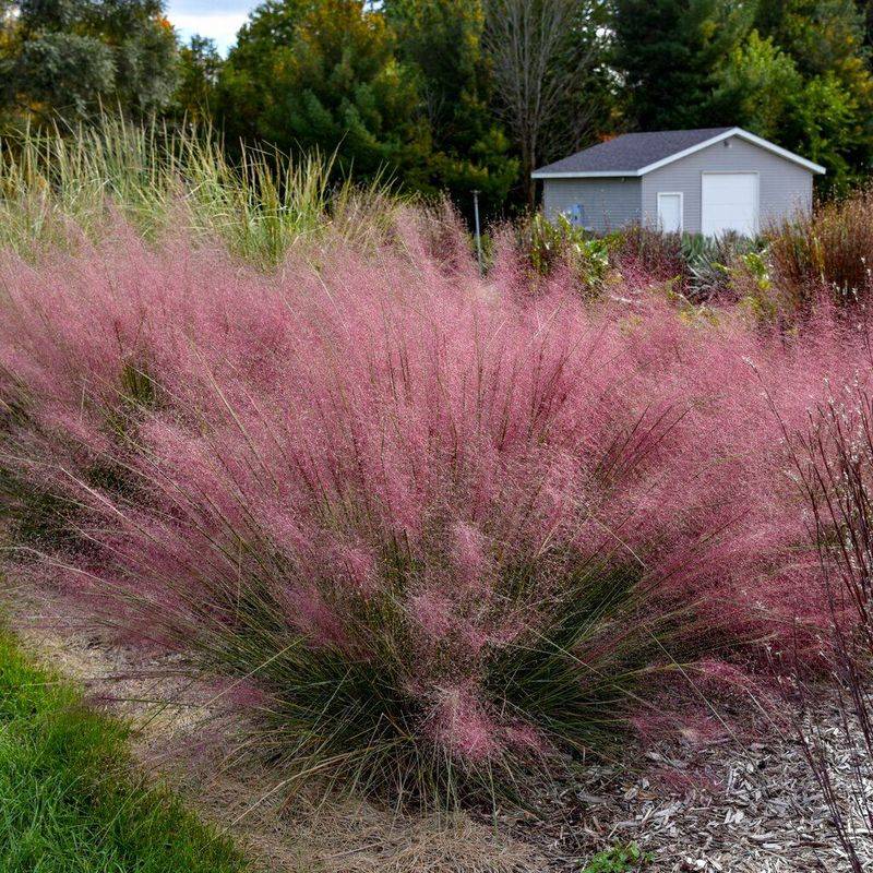 Plant Pink Muhly Grass For A Fall Garden Transformation Plant Pink Muhly Grass For A Fall Garden Transformation