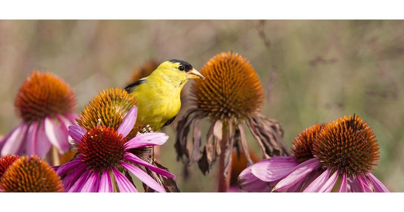 Plant Purple Coneflower For Reliable Visits