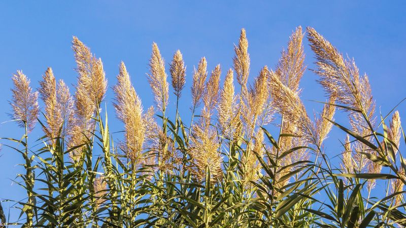 Plant Rules Are Often Decided Locally
