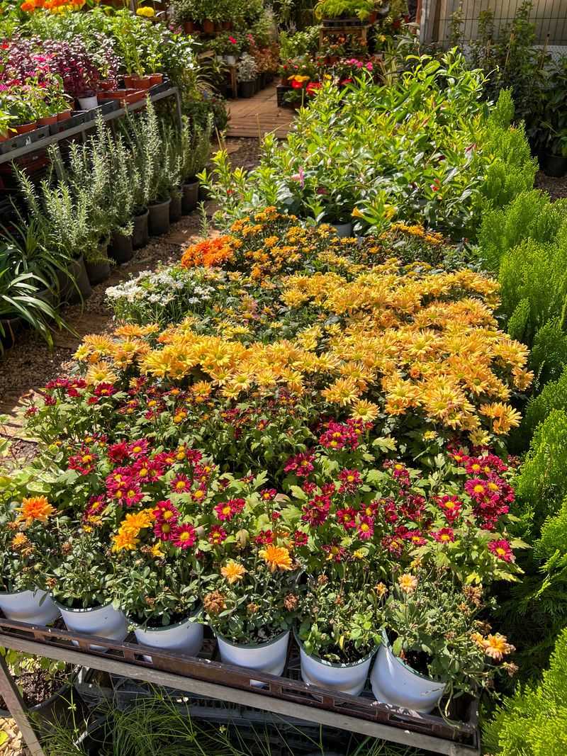 Plant Sales Worth Setting An Alarm For
