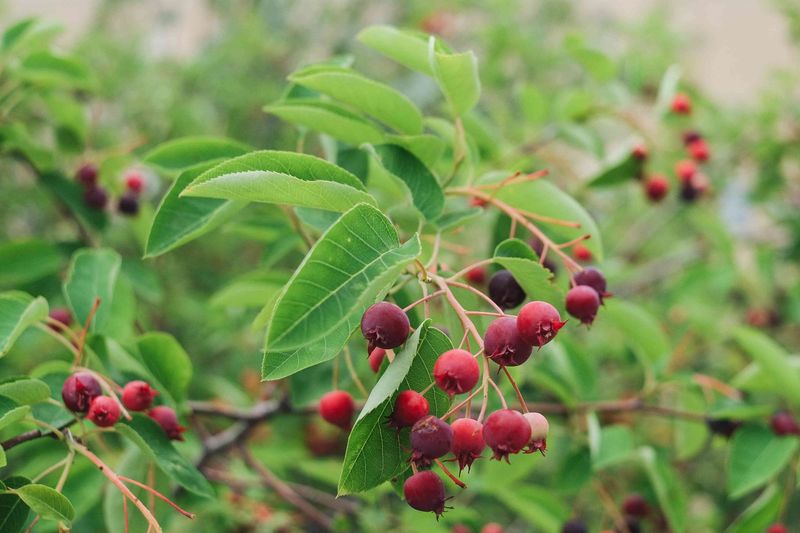 Plant Serviceberry For Native Wildlife Plant Serviceberry For Native Wildlife