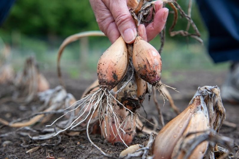 Plant Shallots For Another Early Crop