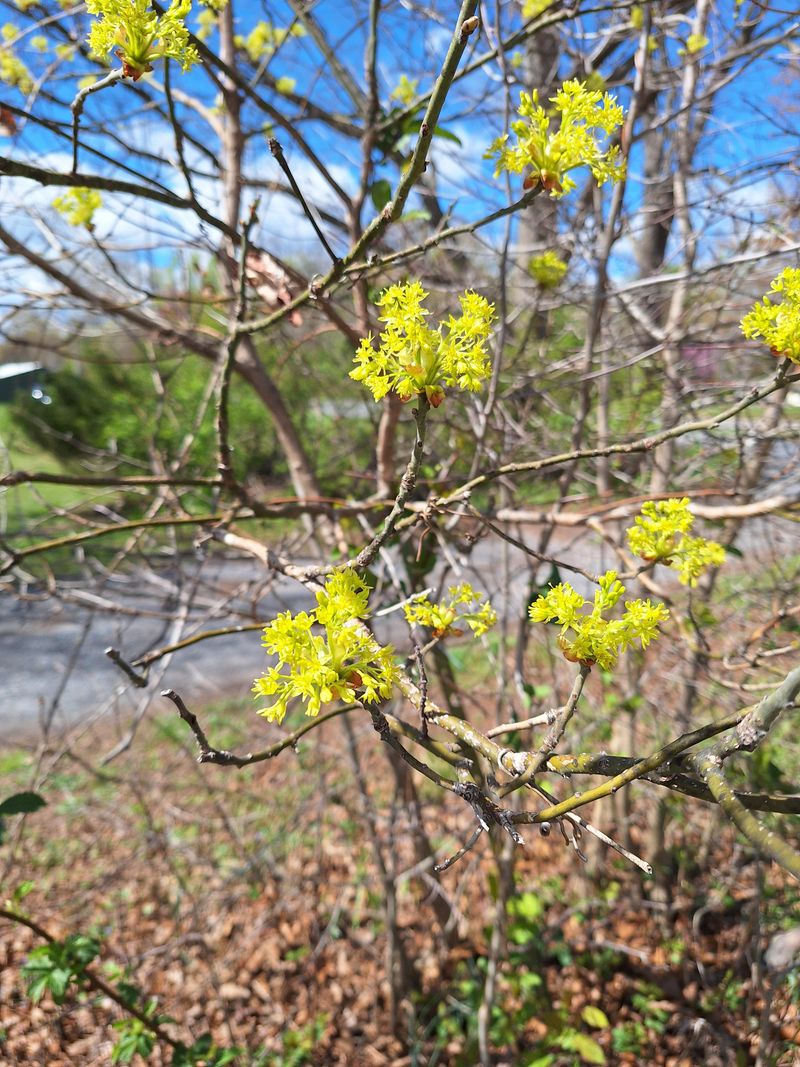 Plant Spicebush For Wildlife Friendly Landscaping Plant Spicebush For Wildlife Friendly Landscaping