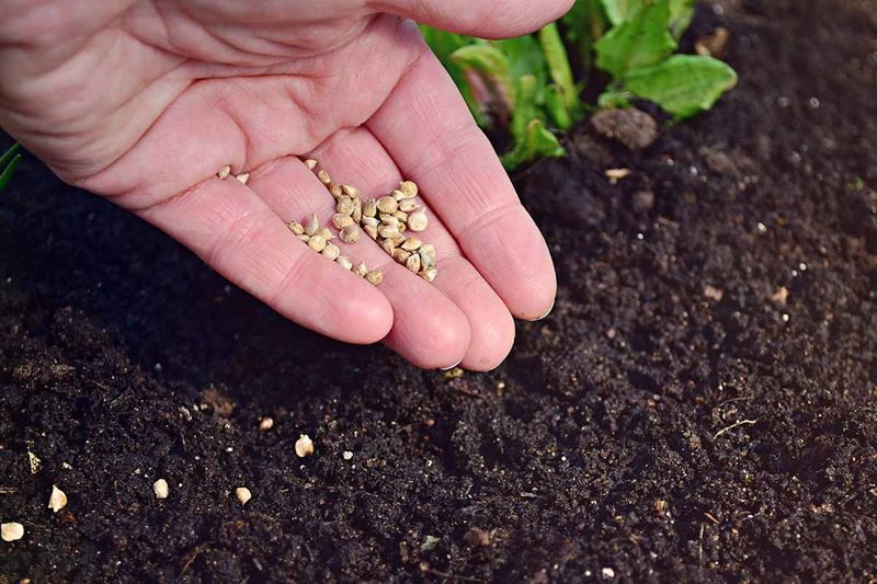 Plant Spinach During Ohio’s Fall Window