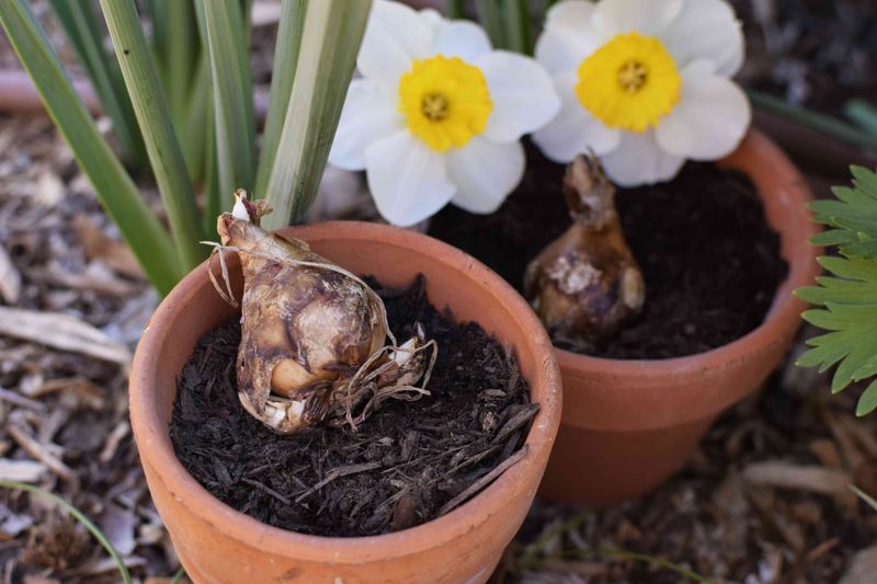 Plant Spring-Blooming Bulbs