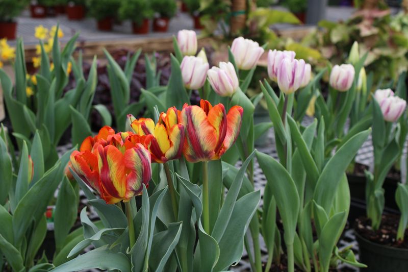 Plant Spring Blooming Bulbs