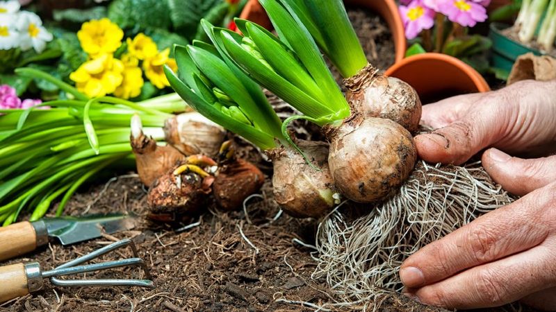 Plant Spring-Blooming Bulbs Plant Spring-Blooming Bulbs