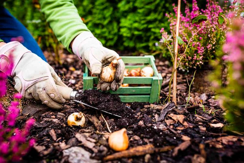 Plant Spring-Flowering Bulbs Plant Spring-Flowering Bulbs