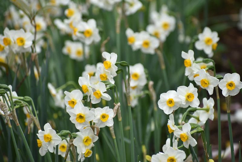 Plant Spring-Flowering Bulbs Before The Ground Freezes