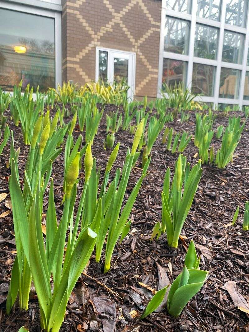 Plant Spring-Flowering Bulbs Plant Spring-Flowering Bulbs