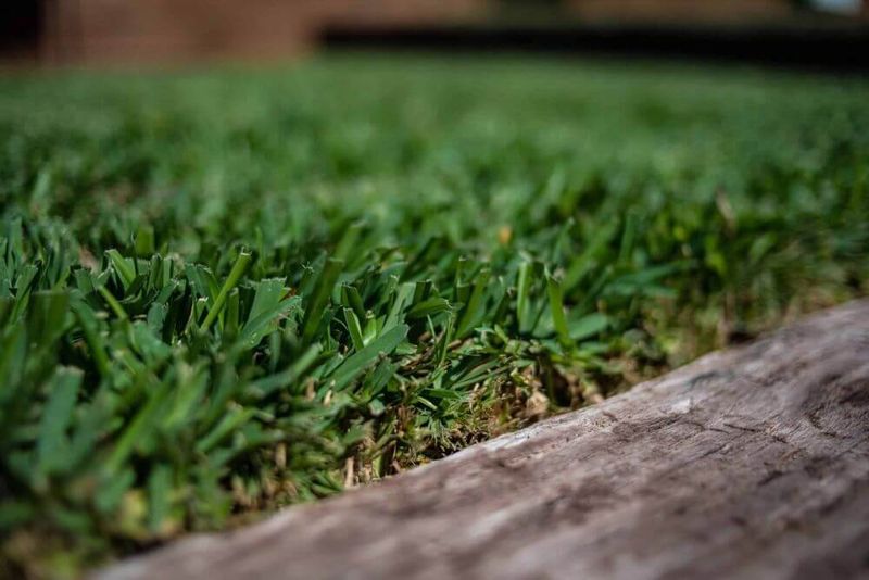 Plant St. Augustinegrass Over The Drainfield Without Digging Deep Plant St. Augustinegrass Over The Drainfield Without Digging Deep