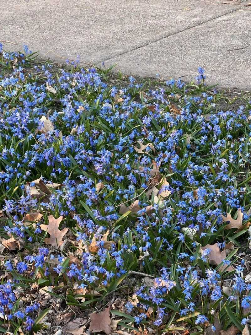 Plant Them In Drifts For Greater Impact