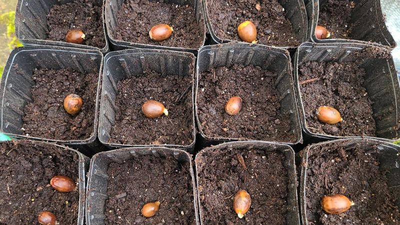 Plant Them To Grow New Oak Trees