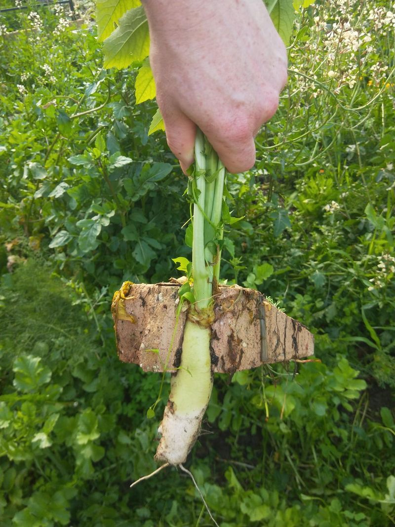 Plant These Cover Crops To Improve Heavy Piedmont Clay Plant These Cover Crops To Improve Heavy Piedmont Clay