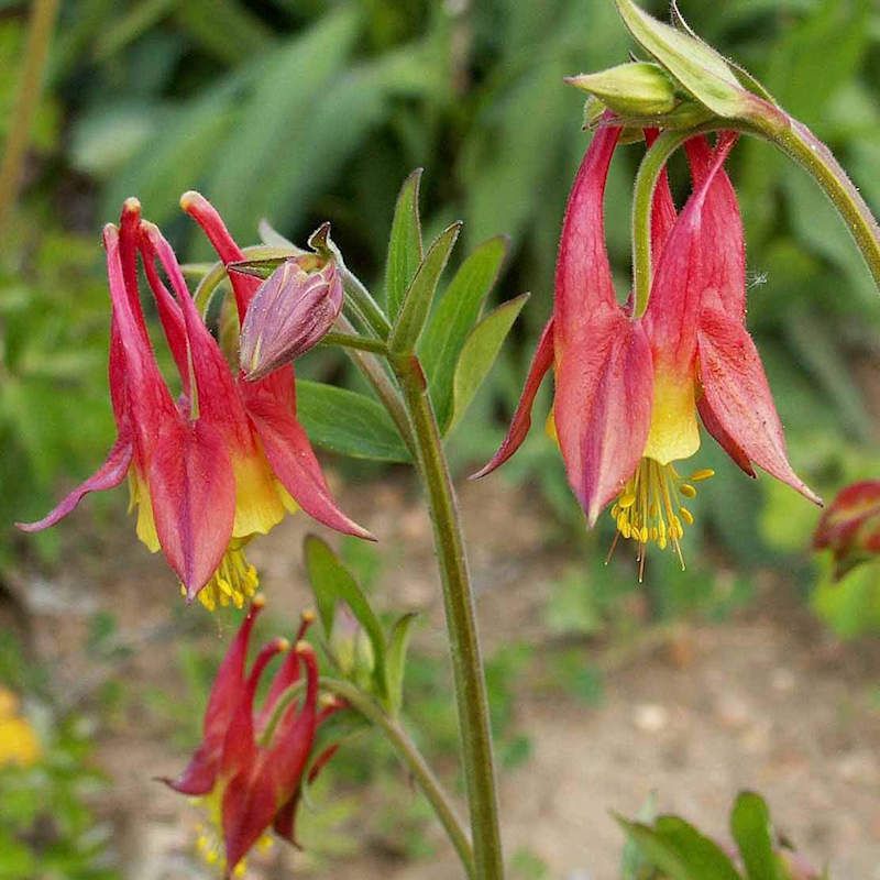 Plant This Native For A Shade Garden Upgrade