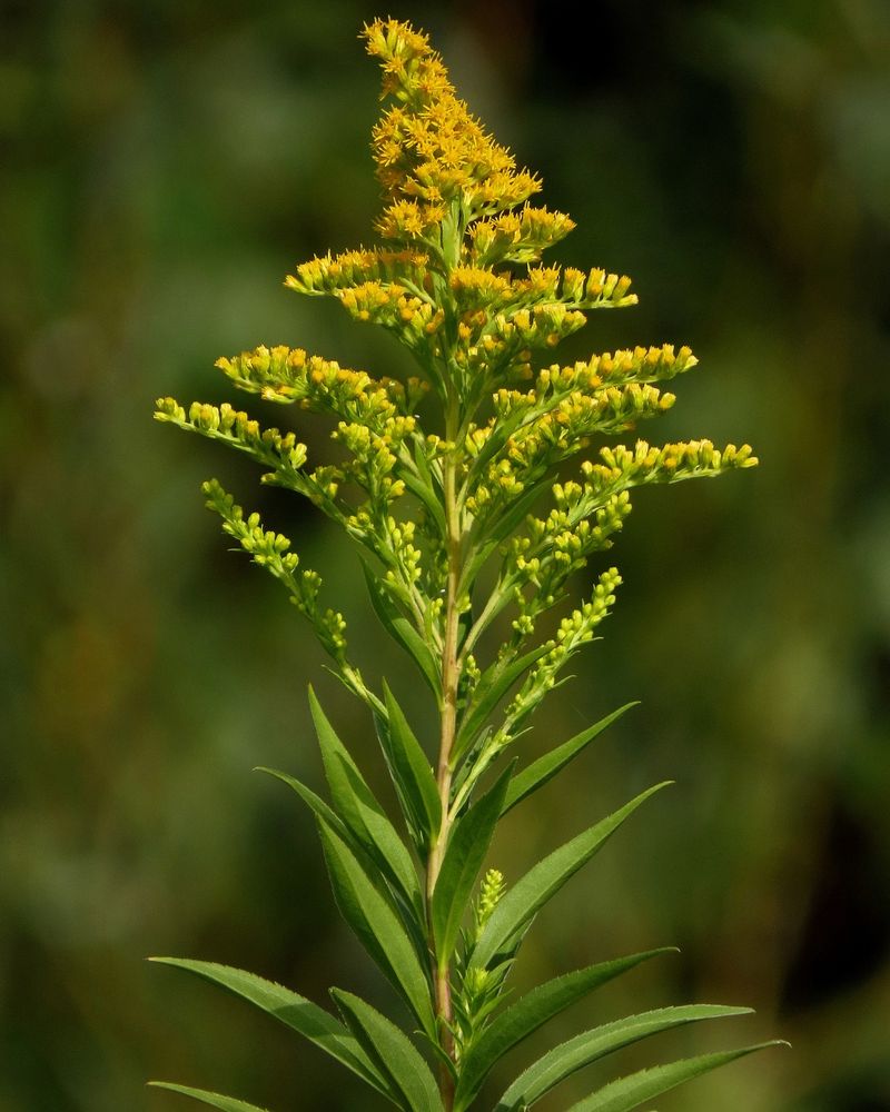 Plant This Native For Late-Season Bee Food