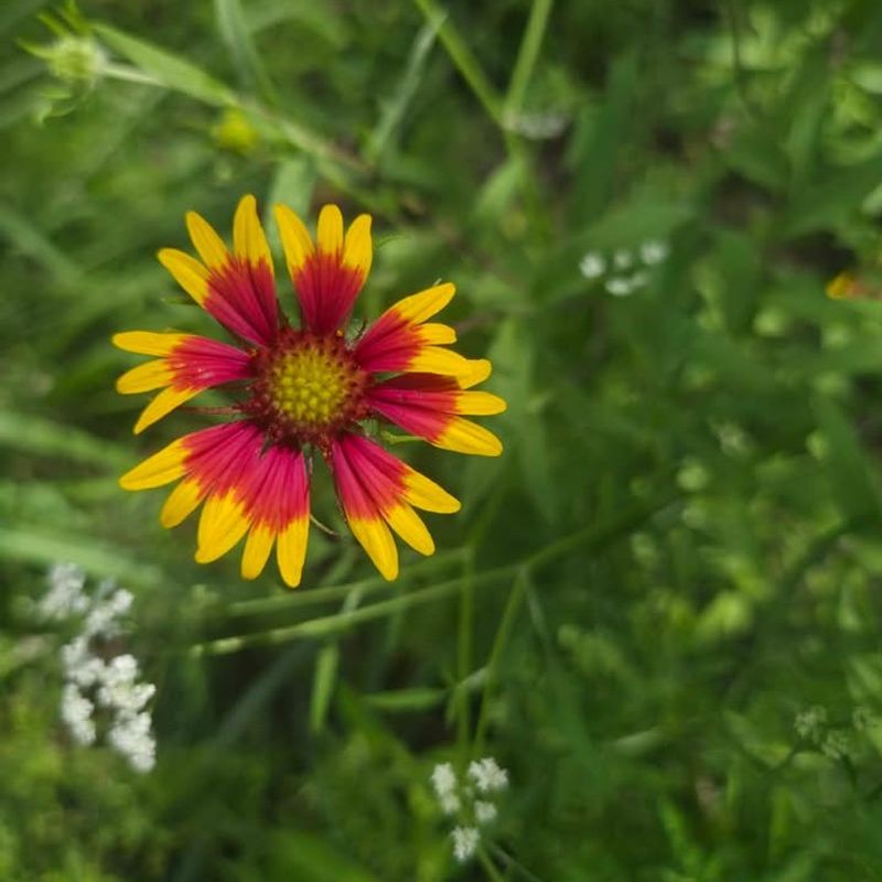 Plant This Native Wildflower For A Bright Spring Display
