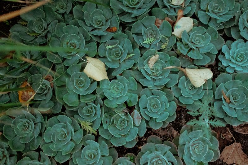 Plant Tough, Slug-Resistant Choices For Fall Plant Tough, Slug-Resistant Choices For Fall