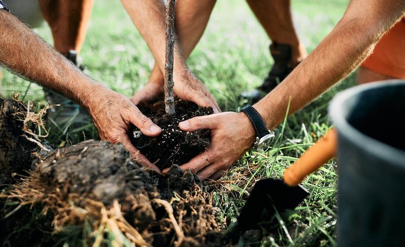 Plant Trees And Shrubs Now