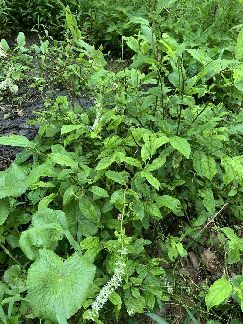 Plant Virginia Sweetspire For Low Maintenance Color Plant Virginia Sweetspire For Low Maintenance Color