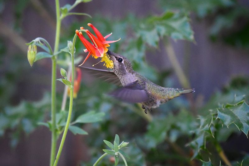 Plant Western Columbine For Woodland Gardens Plant Western Columbine For Woodland Gardens