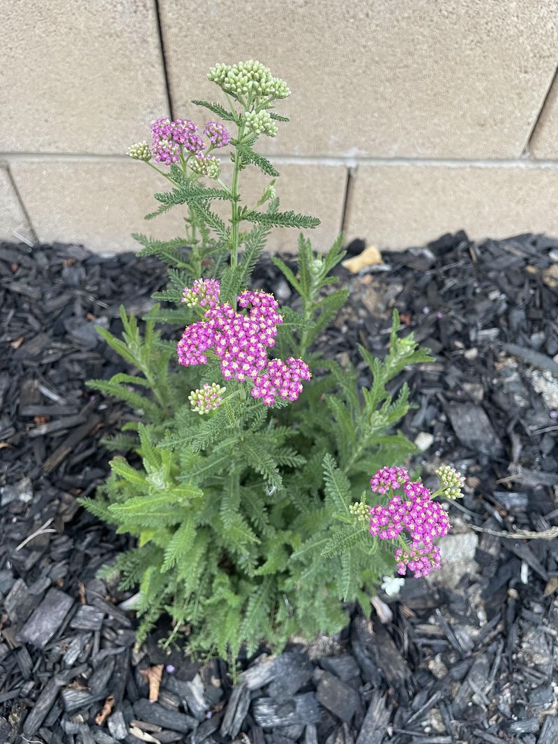 Plant Yarrow For Easy Side Yard Coverage