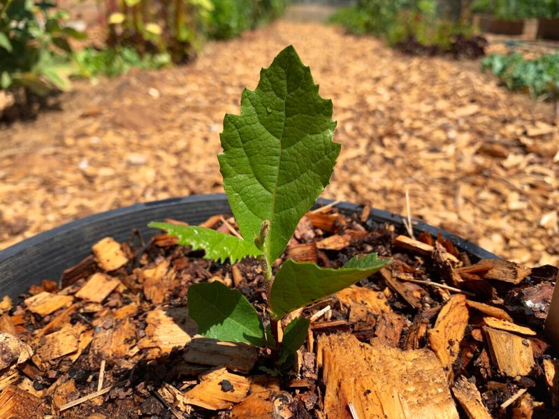 Plant Young Sycamores Now For Future Hollows