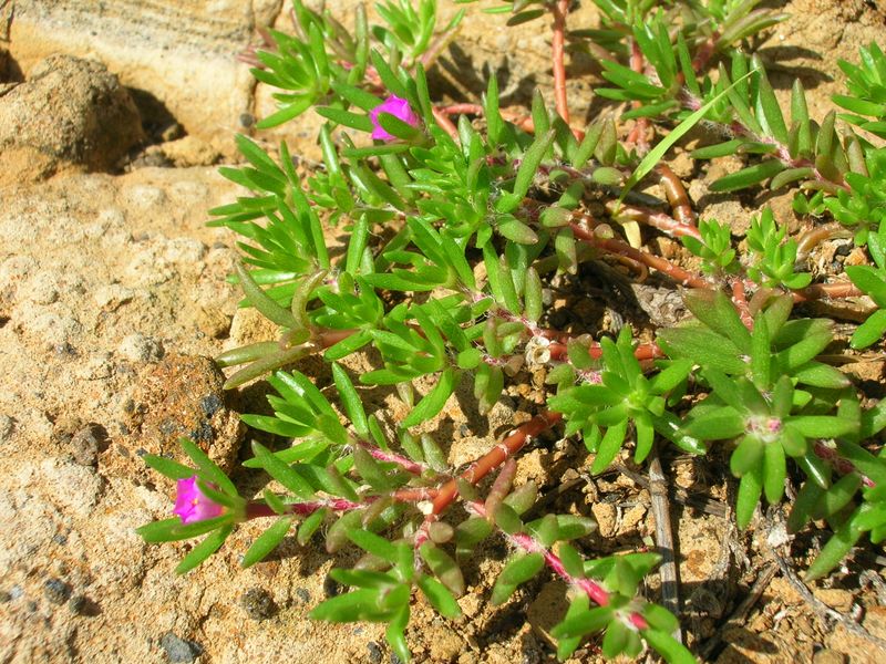 Plant at the Right Time