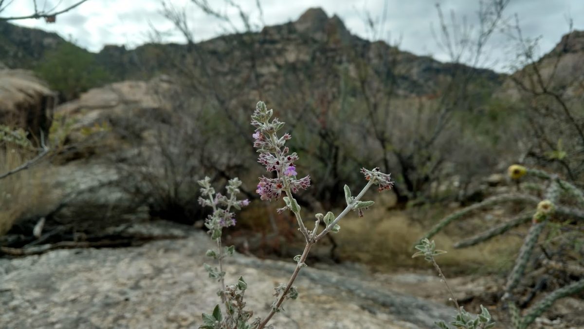 Plant desert lavender for the site, not for pest control