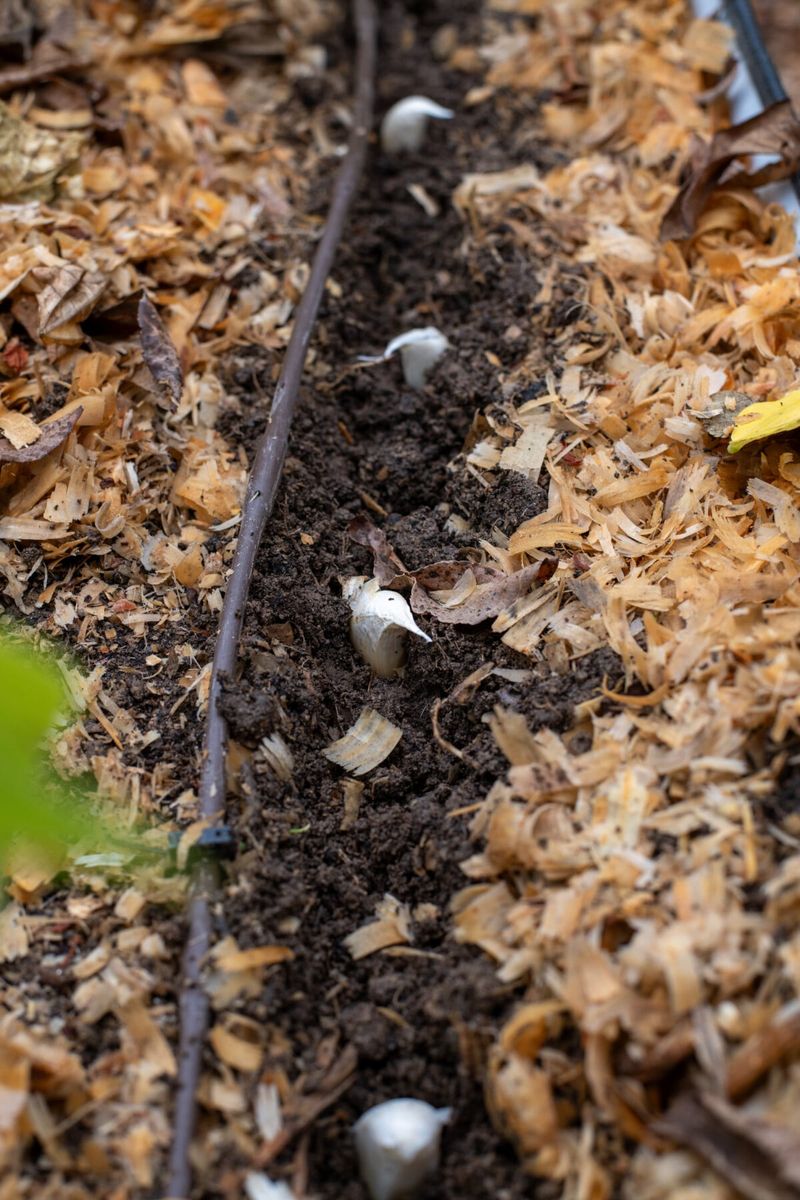 Plant each clove point-up with room to grow