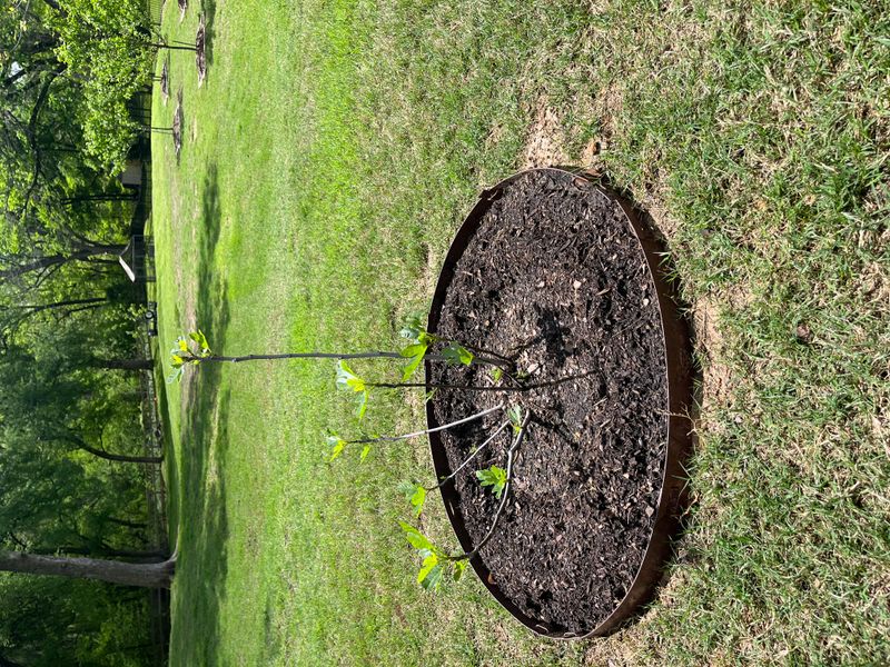 Plant established starts during a safer Arizona window
