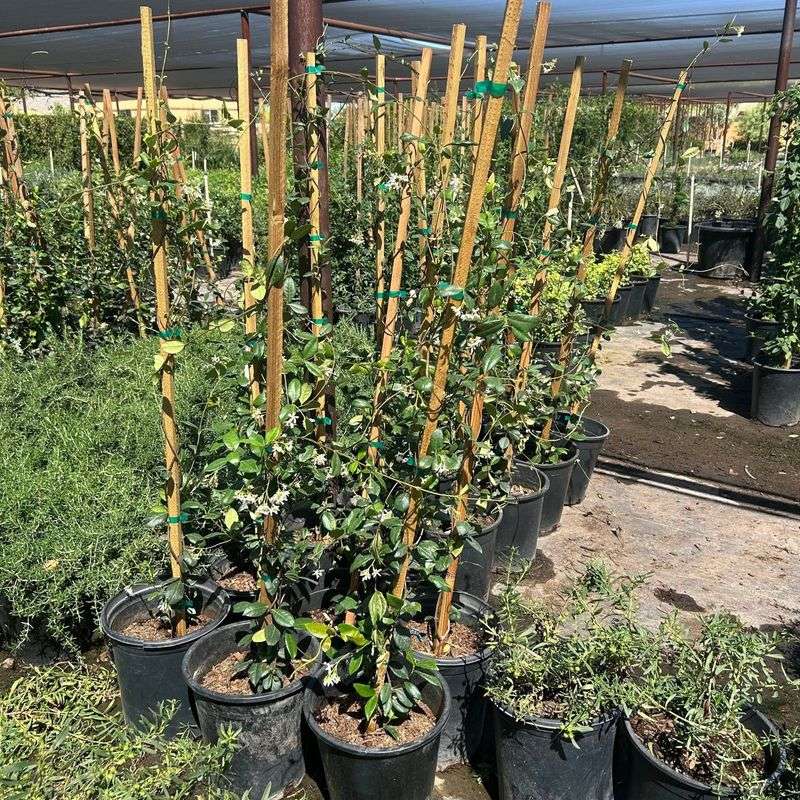 Plant in a mild season and build an irrigation routine