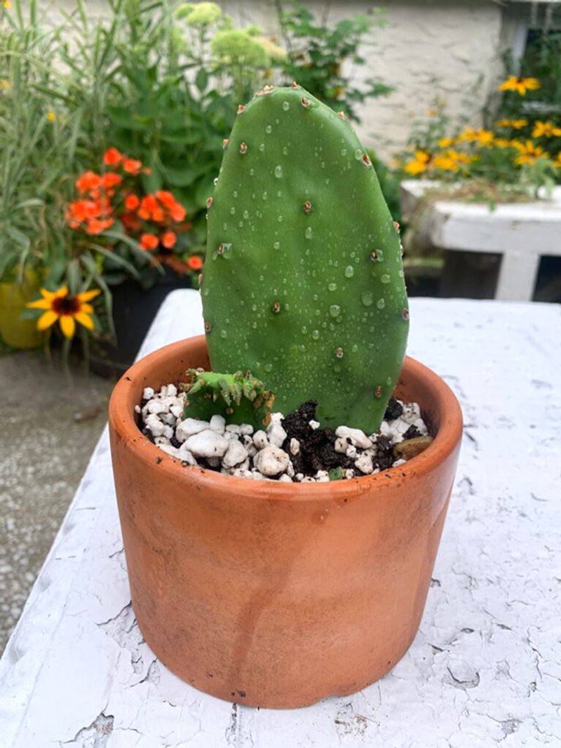 Plant the Callused Pad and Moderate Light and Water