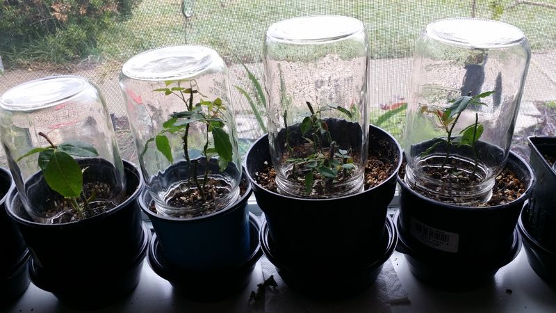 Plant the cutting in moist growing medium