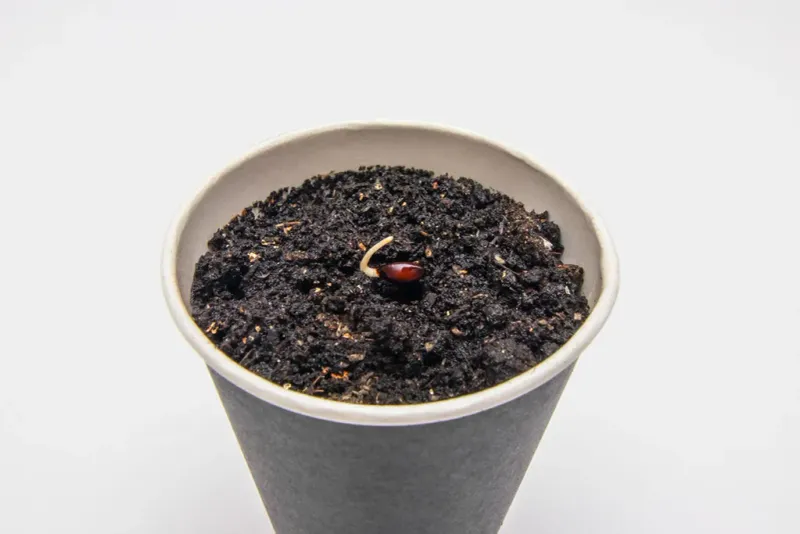 Plant the emerging root in supportive potting mix Plant the emerging root in supportive potting mix