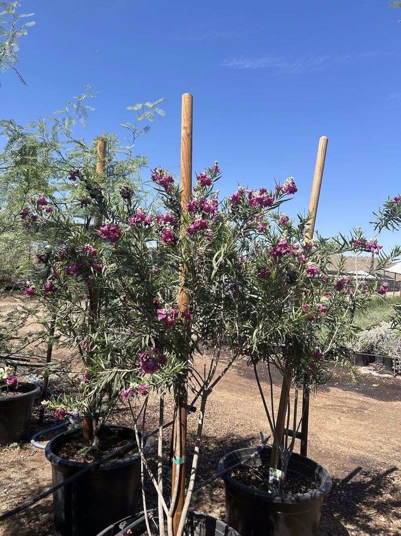 Plant the tree for low-desert conditions, not wishful pest control