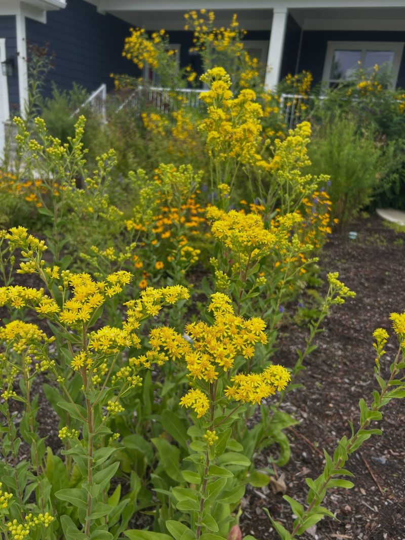 Planting And Care For Strong Fall Bloom Planting And Care For Strong Fall Bloom