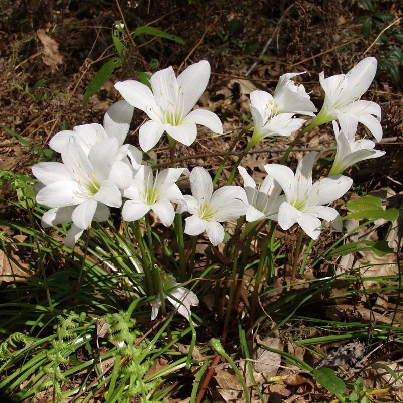 Planting At The Right Depth Gives Them A Strong Start