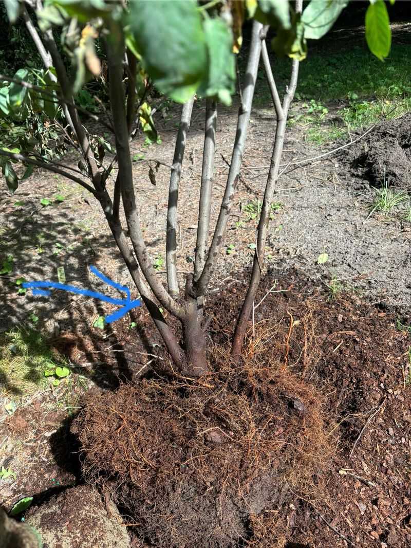 Planting At The Wrong Depth