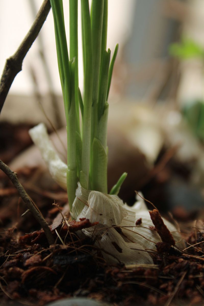 Planting At The Wrong Time Of Year