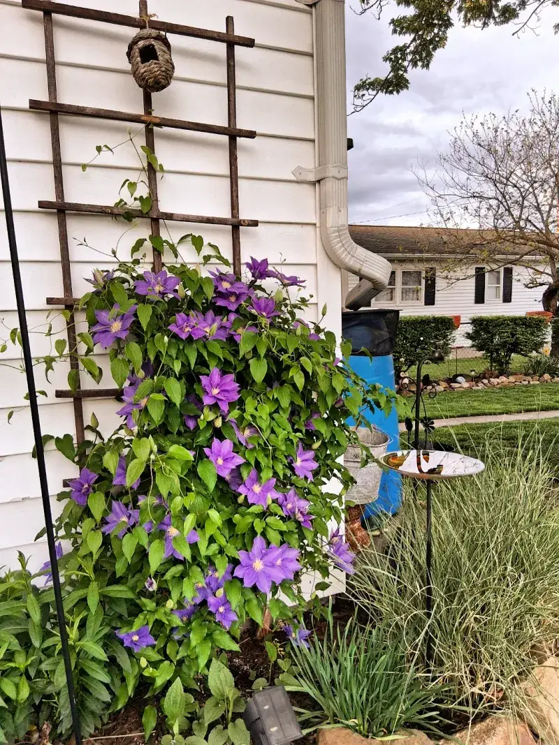 Planting Clematis Too Shallow