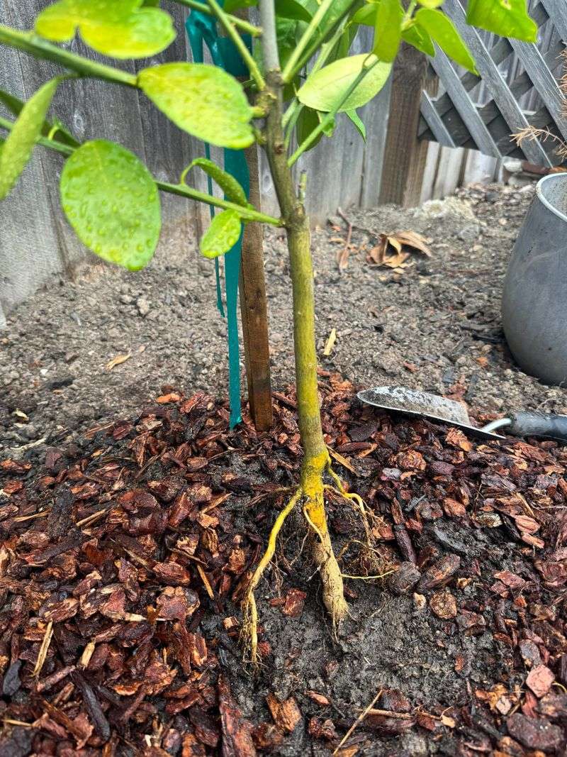 Planting Depth At The Root Flare Planting Depth At The Root Flare