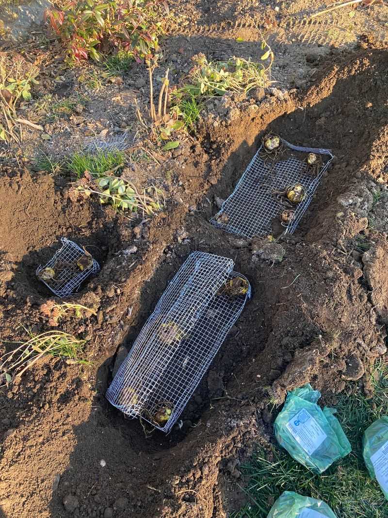 Planting Depth Can Make A Big Difference