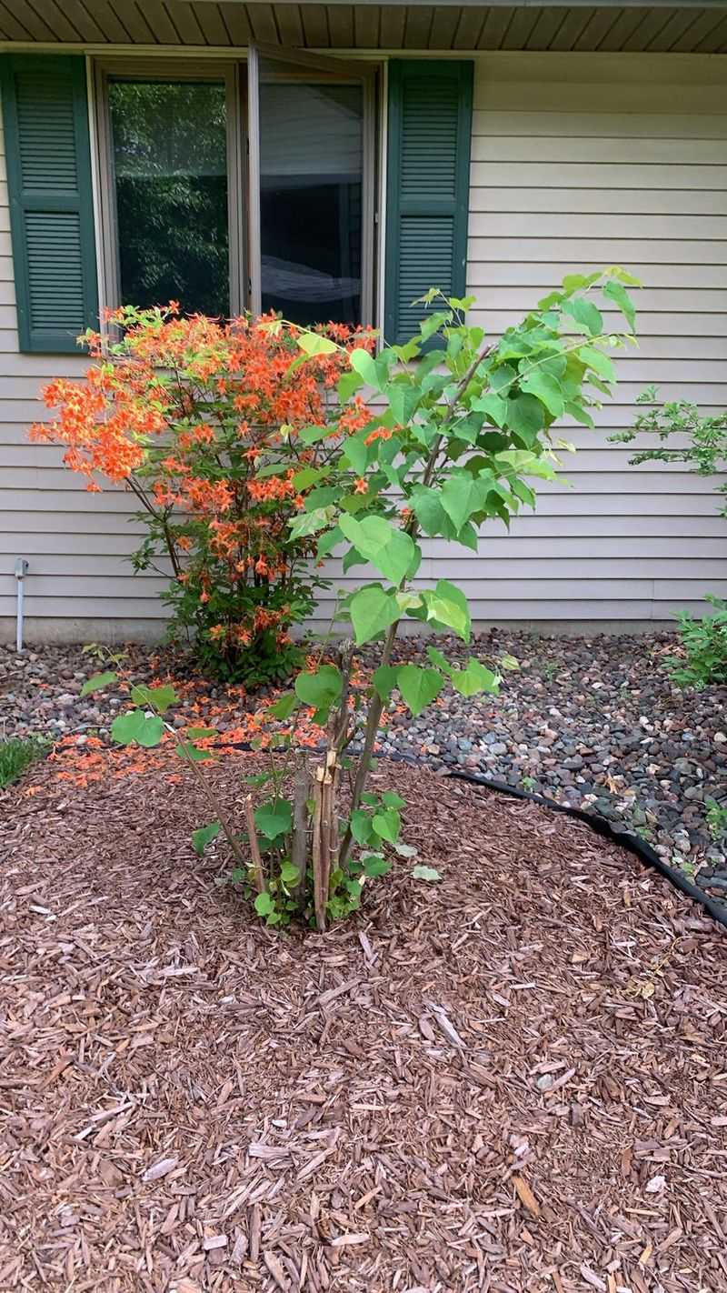Planting Depth Can Make Or Break Early Establishment