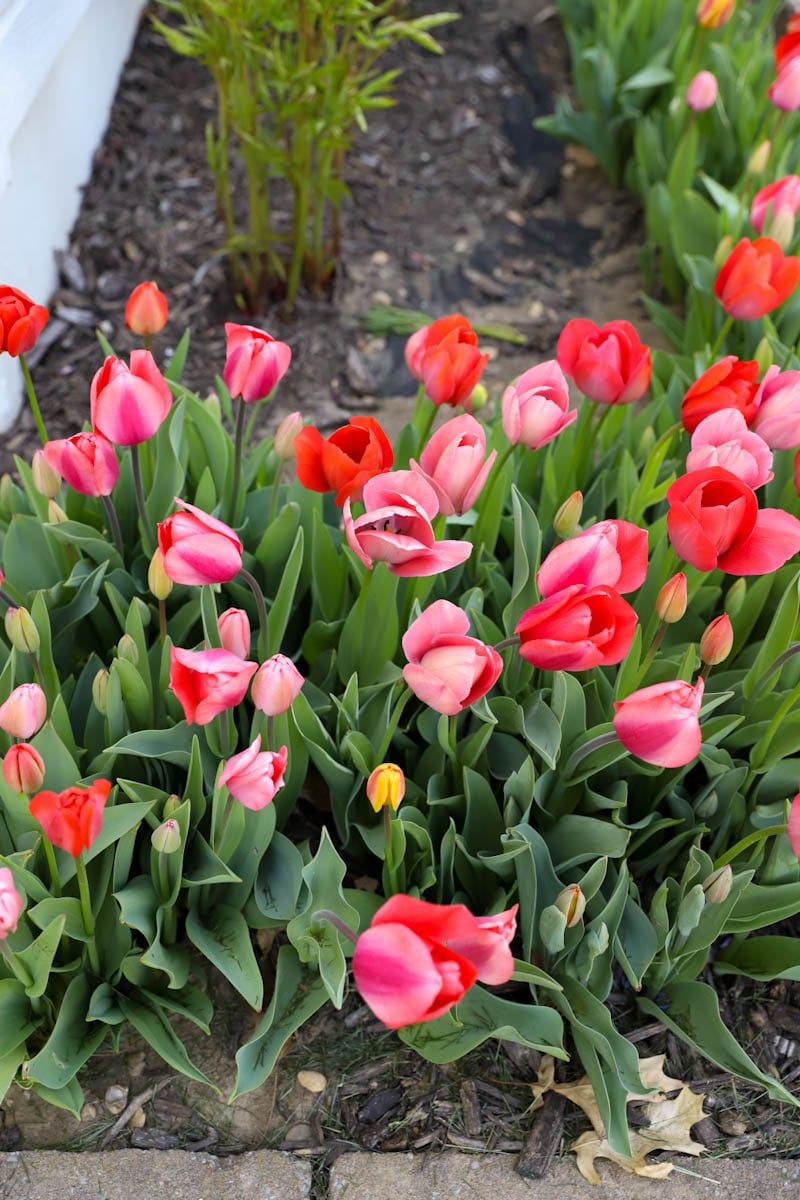 Planting Depth Depends On The Size Of Your Bulbs Planting Depth Depends On The Size Of Your Bulbs