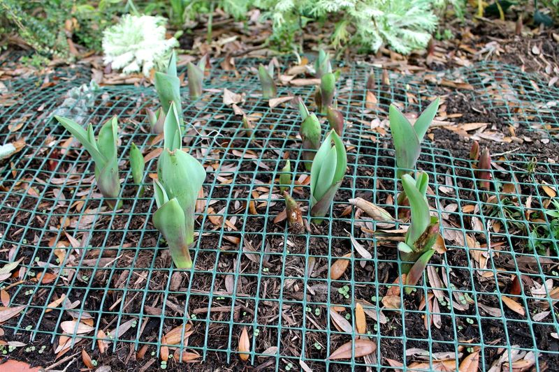 Planting Depth Helps Protect New Bulbs Planting Depth Helps Protect New Bulbs