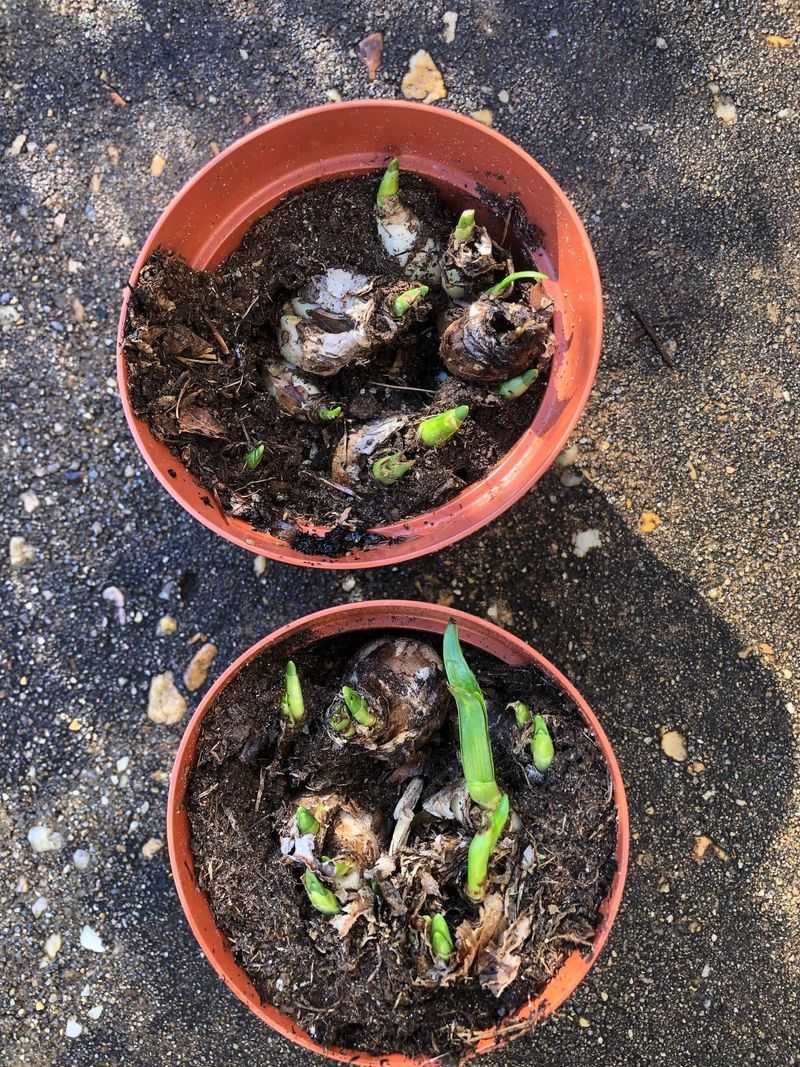 Planting Depth, Spacing, And Soil Amendments Planting Depth, Spacing, And Soil Amendments